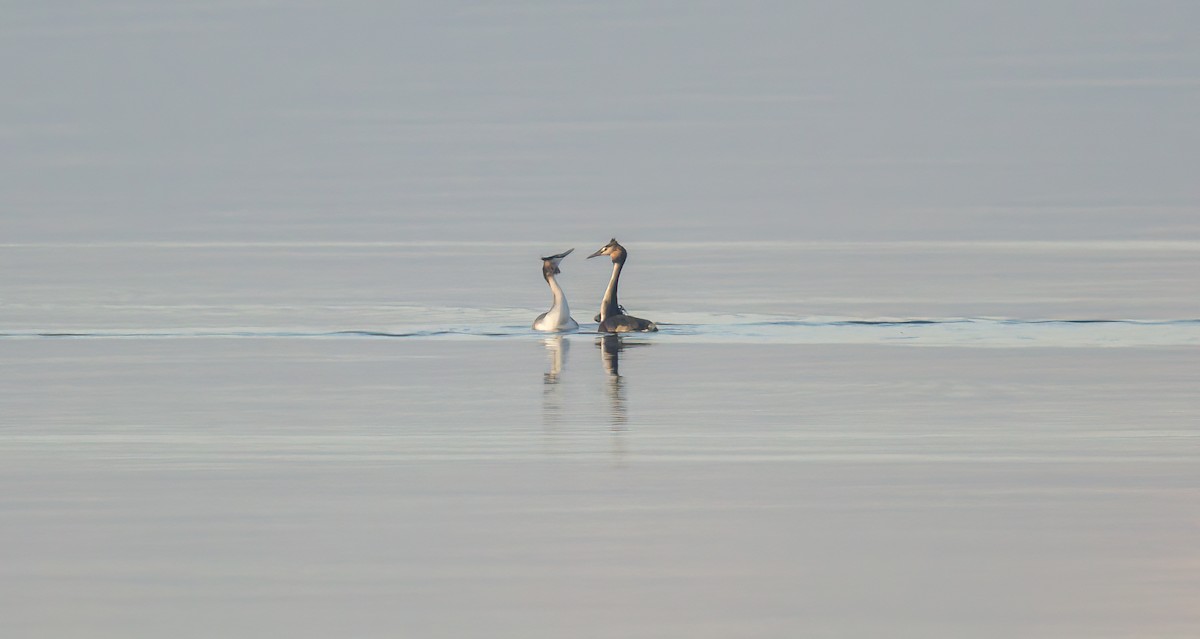 Great Crested Grebe - ML528510001