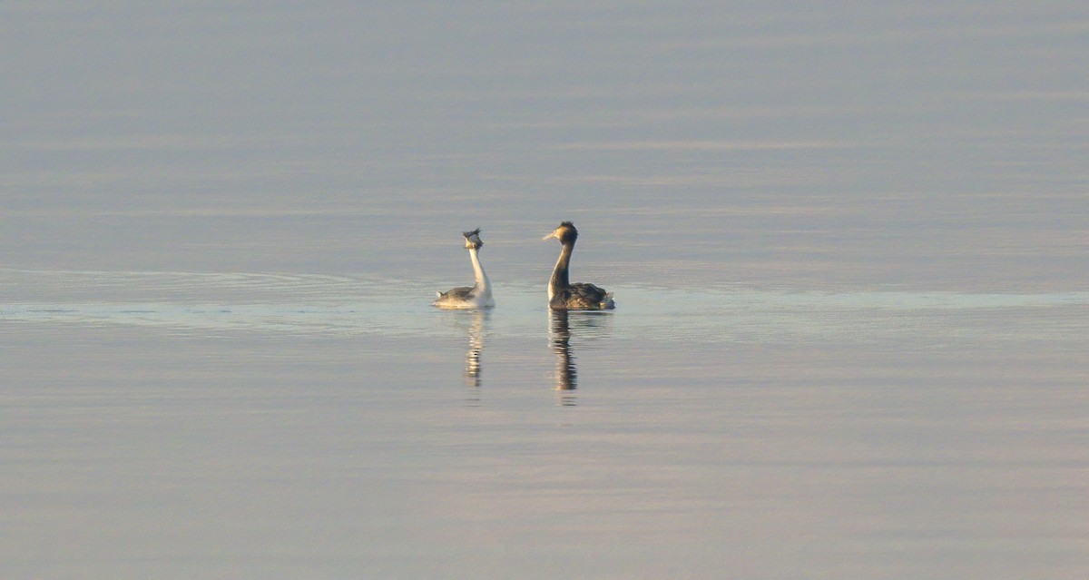 Great Crested Grebe - ML528510031