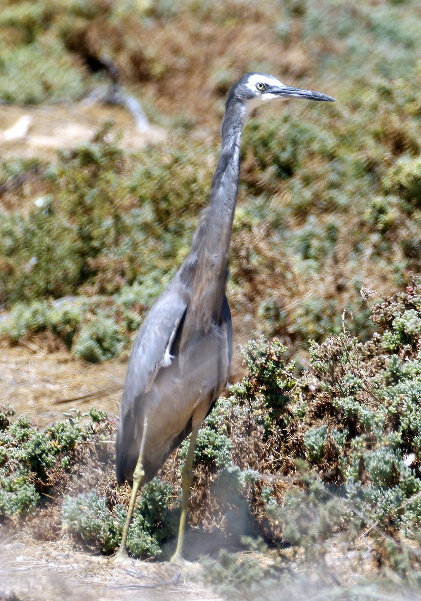 White-faced Heron - ML528510341