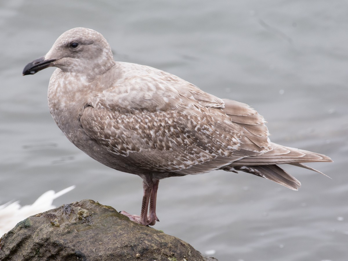 Glaucous-winged Gull - T I