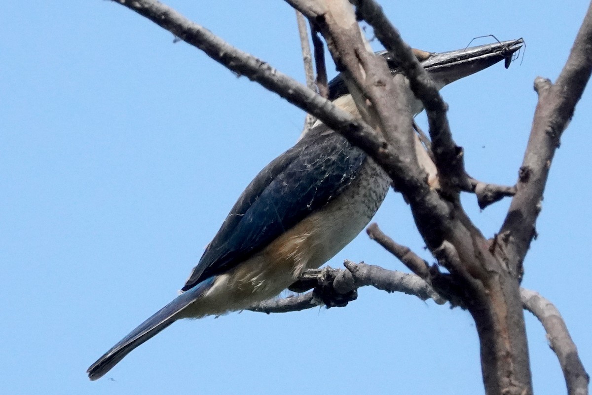Sacred Kingfisher (Australasian) - ML528511161