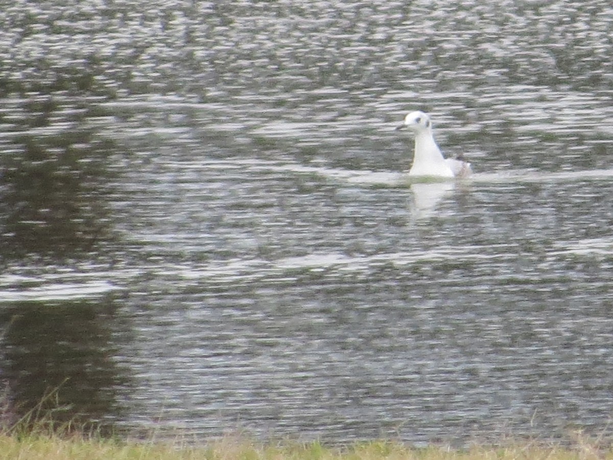 Mouette de Bonaparte - ML528511191