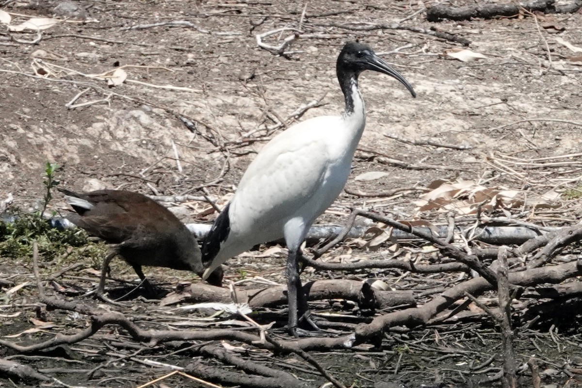 ibis australský - ML528511251