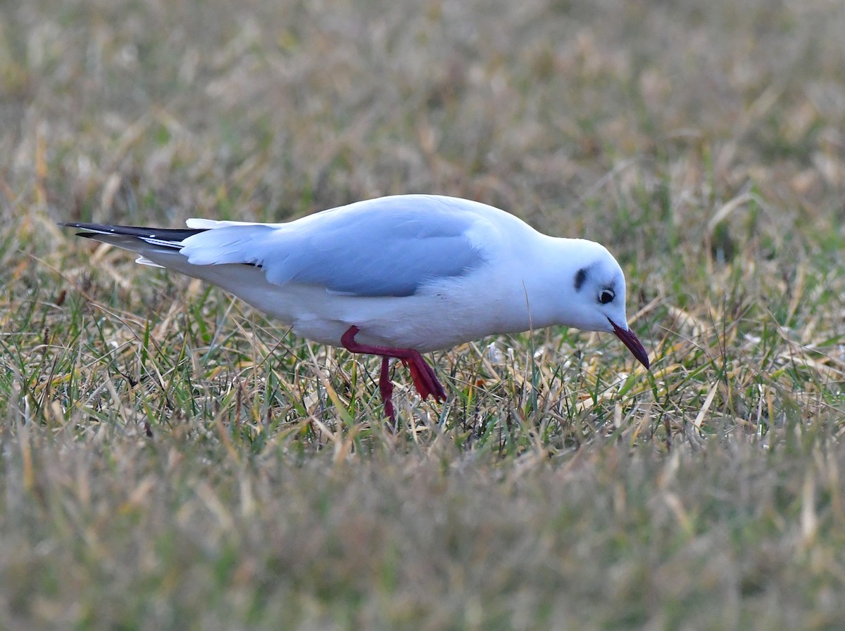 Black-headed Gull - Bradley Murphy