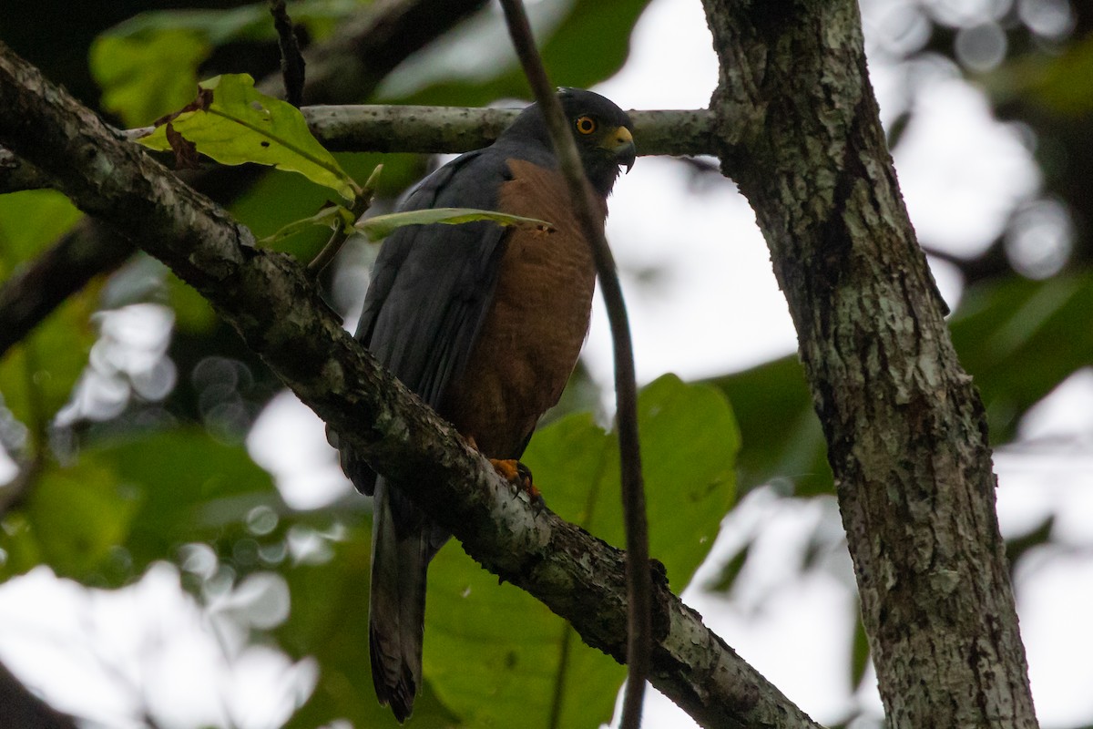 Moluccan Goshawk - ML528513131