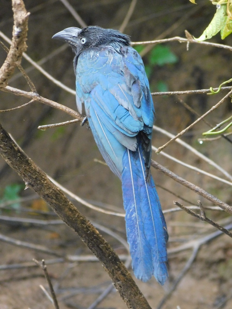 Groove-billed Ani - ML528513161