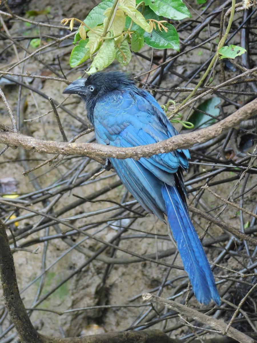 Groove-billed Ani - ML528513171