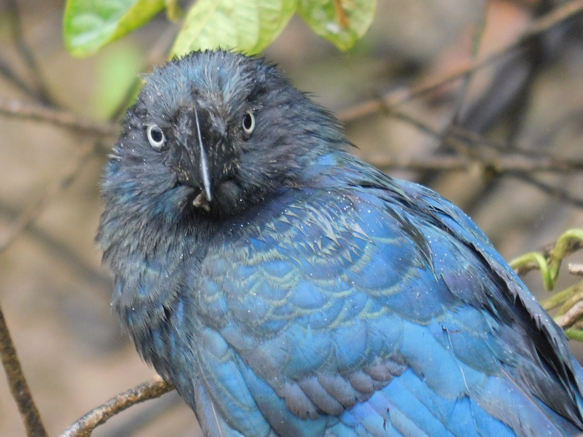 Groove-billed Ani - ML528513181