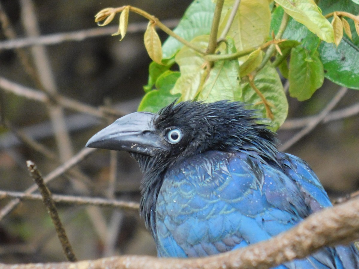 Groove-billed Ani - ML528513201