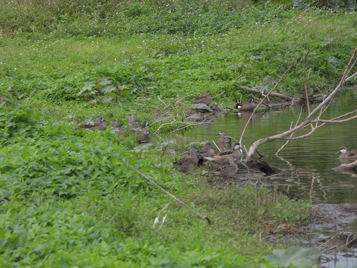 Blue-winged Teal - ML528514301