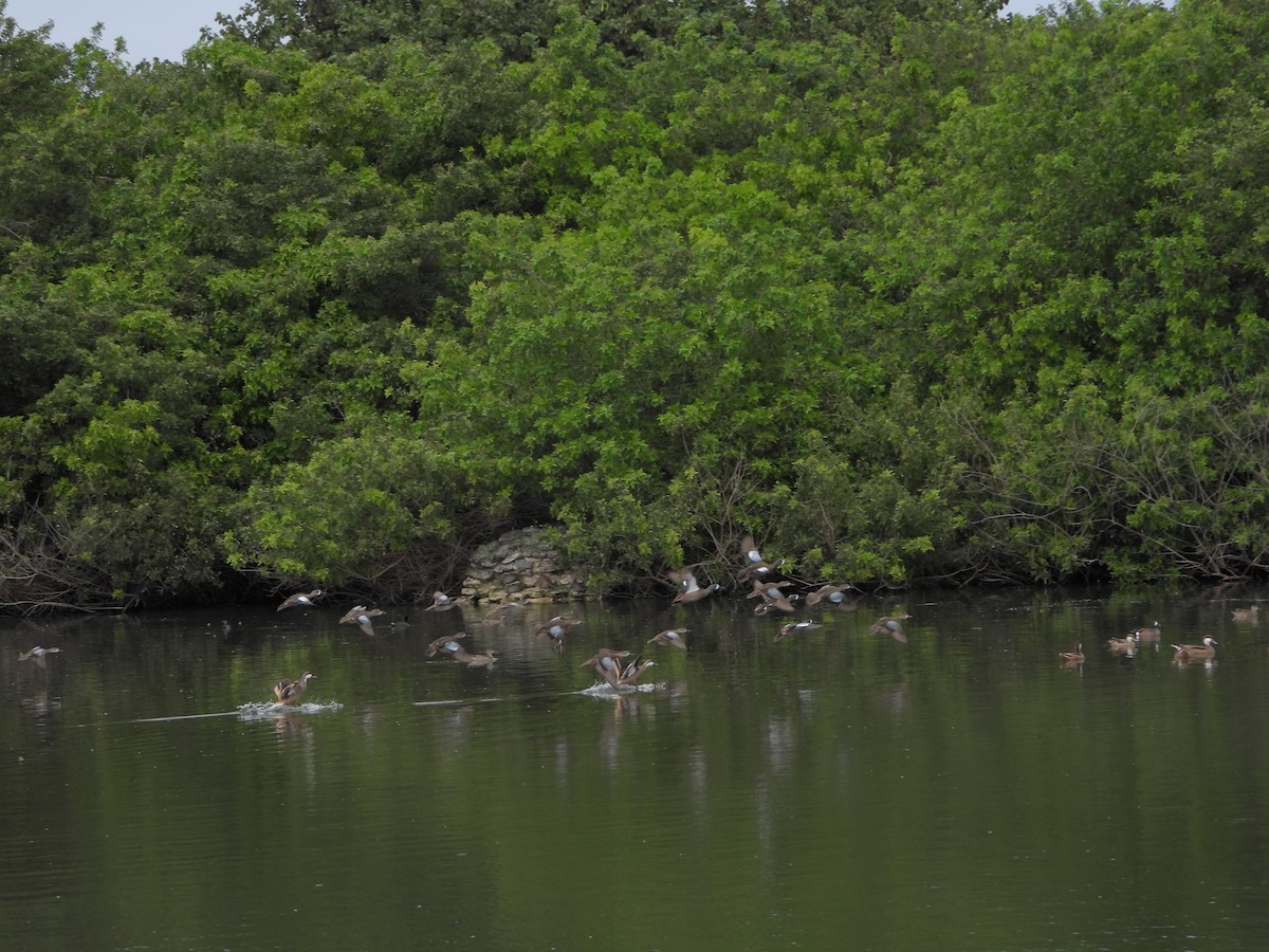 Blue-winged Teal - ML528514311