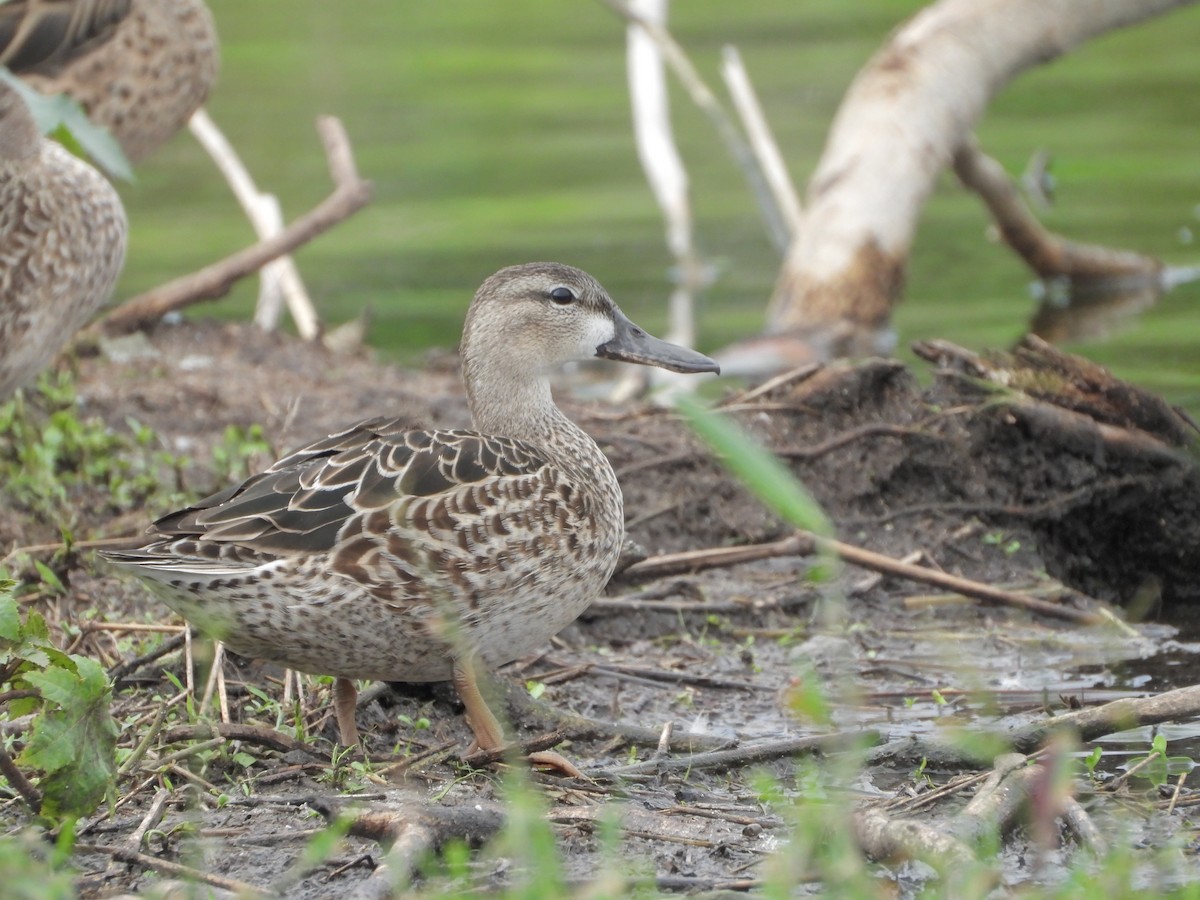 Blue-winged Teal - ML528514321