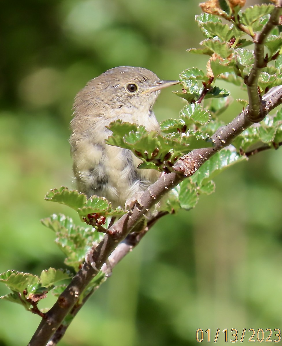 House Wren - Rod MacKenzie