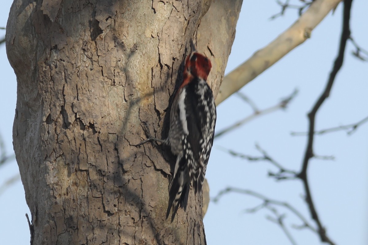 Red-naped x Red-breasted Sapsucker (hybrid) - ML528515821