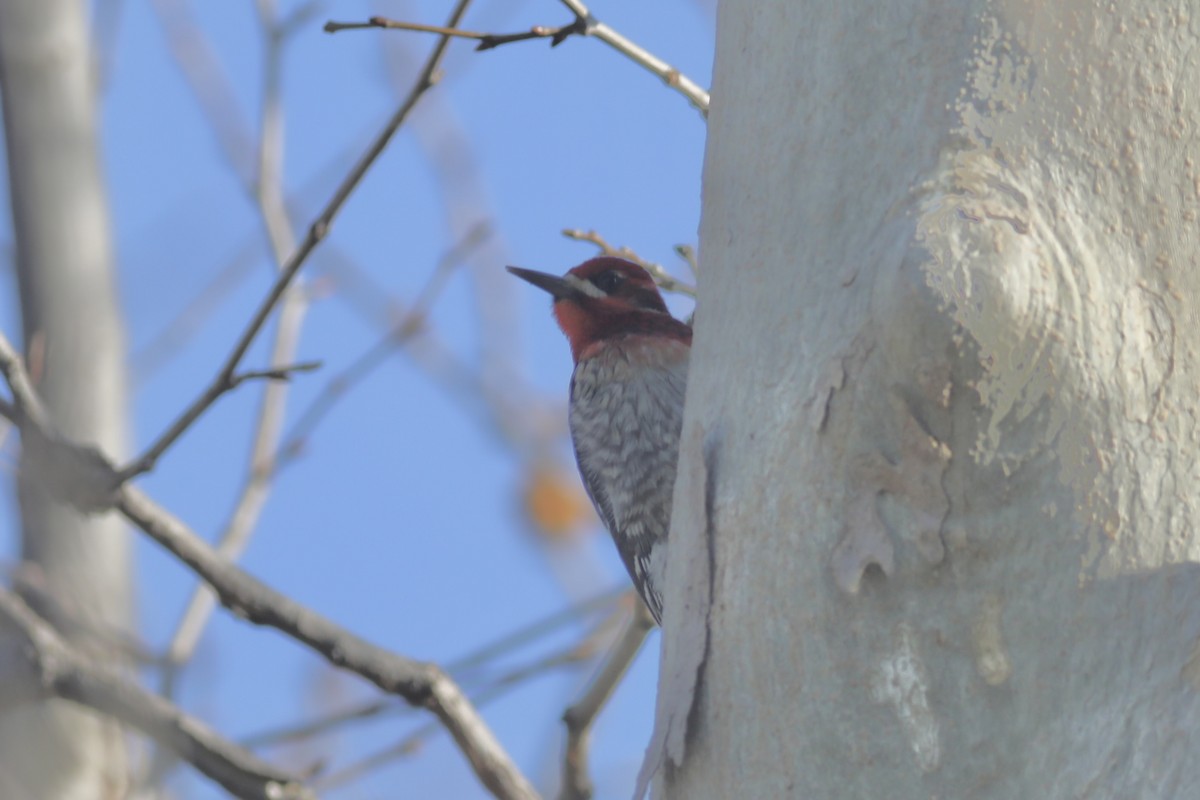 Red-naped x Red-breasted Sapsucker (hybrid) - ML528515831