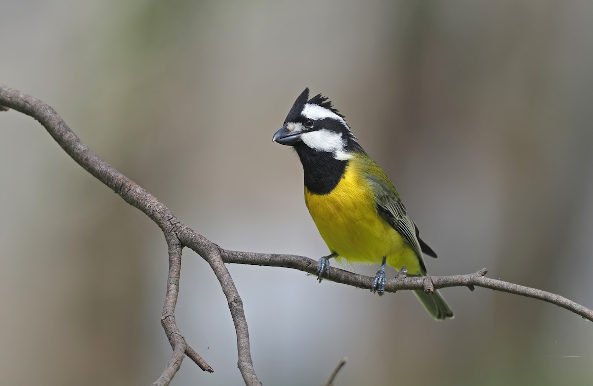 Eastern Shrike-tit - ML528517151