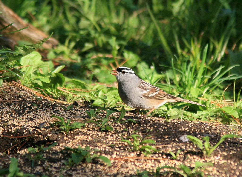 White-crowned Sparrow - ML528517481