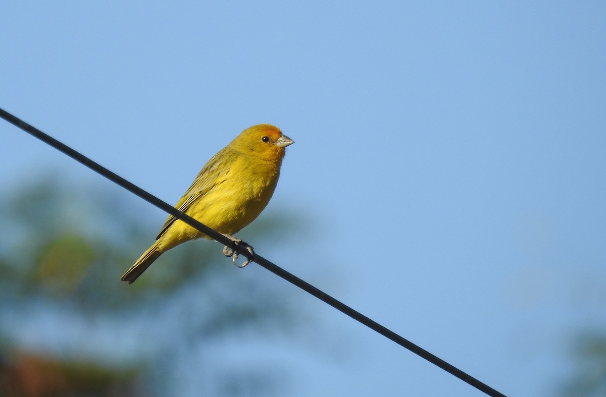 Saffron Finch - Natacha González