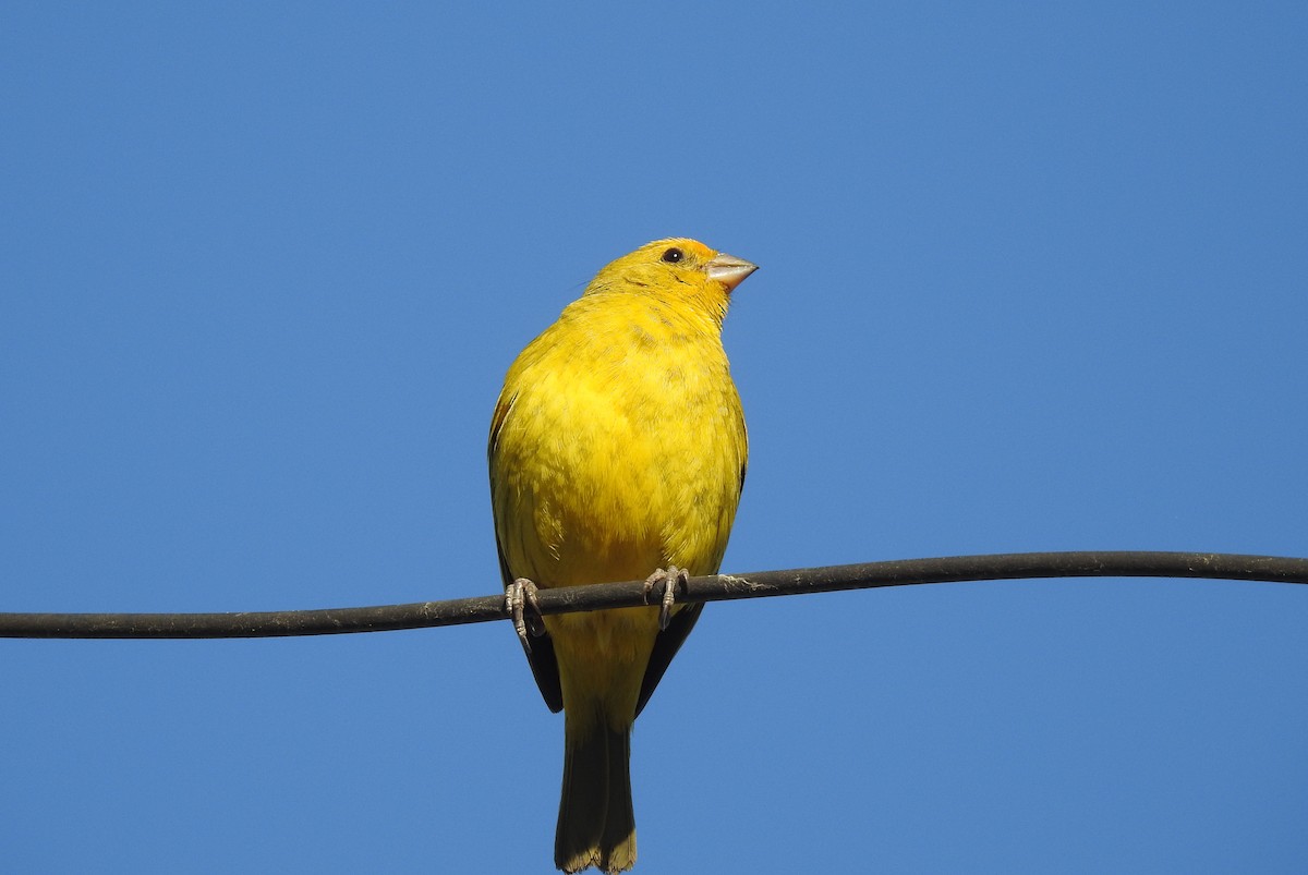 Saffron Finch - Natacha González