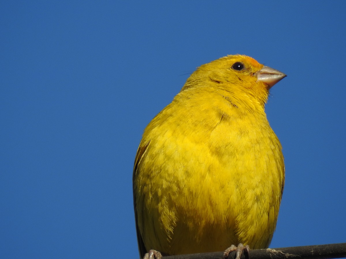 Saffron Finch - ML528518461