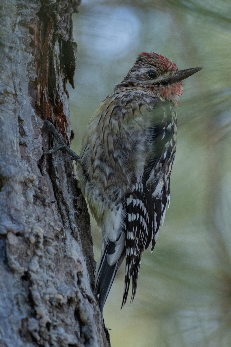 Yellow-bellied Sapsucker - Michael Hochstetler