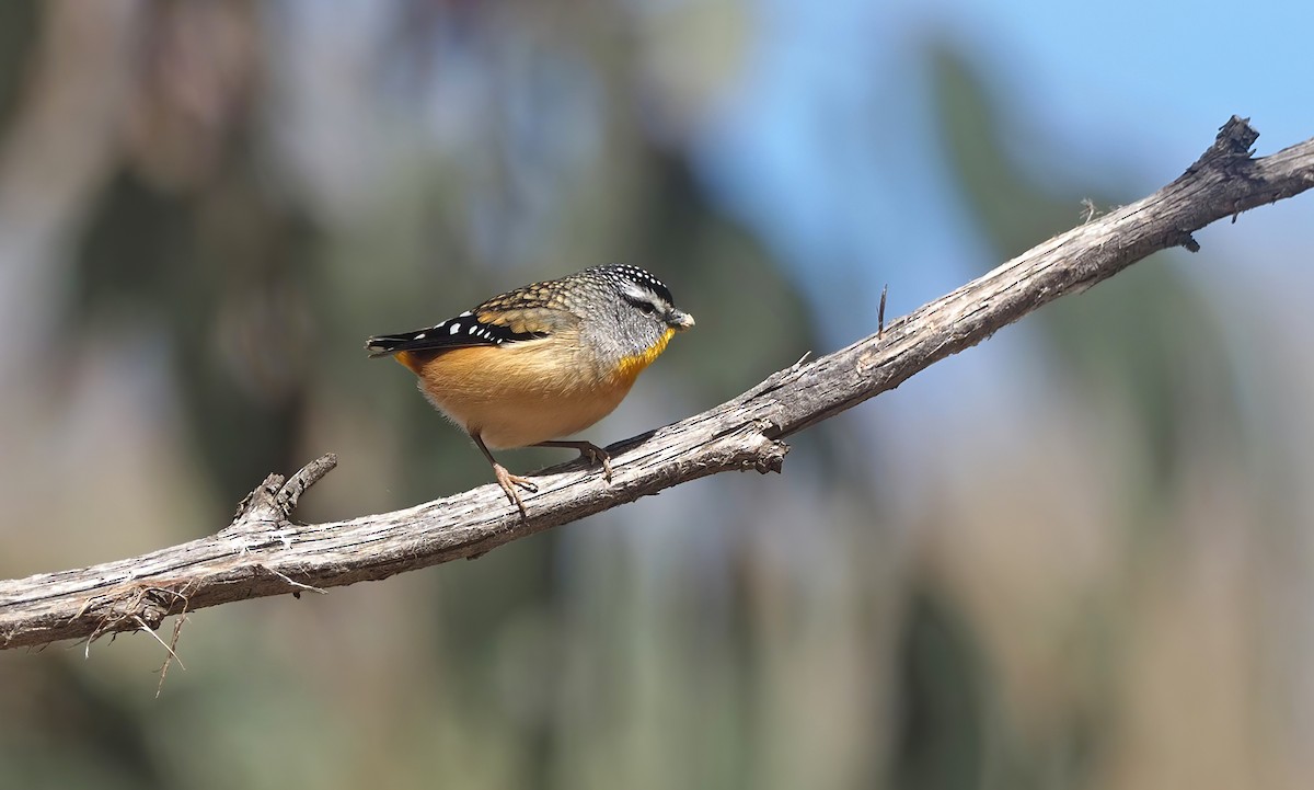 Spotted Pardalote (Spotted) - ML528520401
