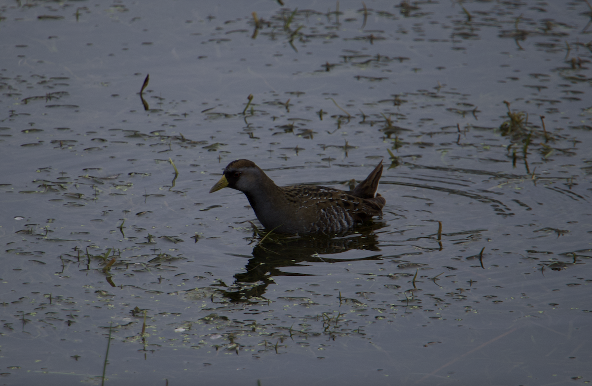 Polluela Sora - ML528520451