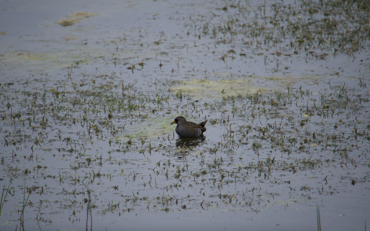 Polluela Sora - ML528520461