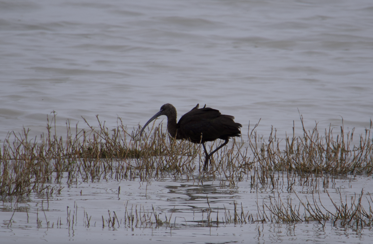 Glossy Ibis - ML528520741