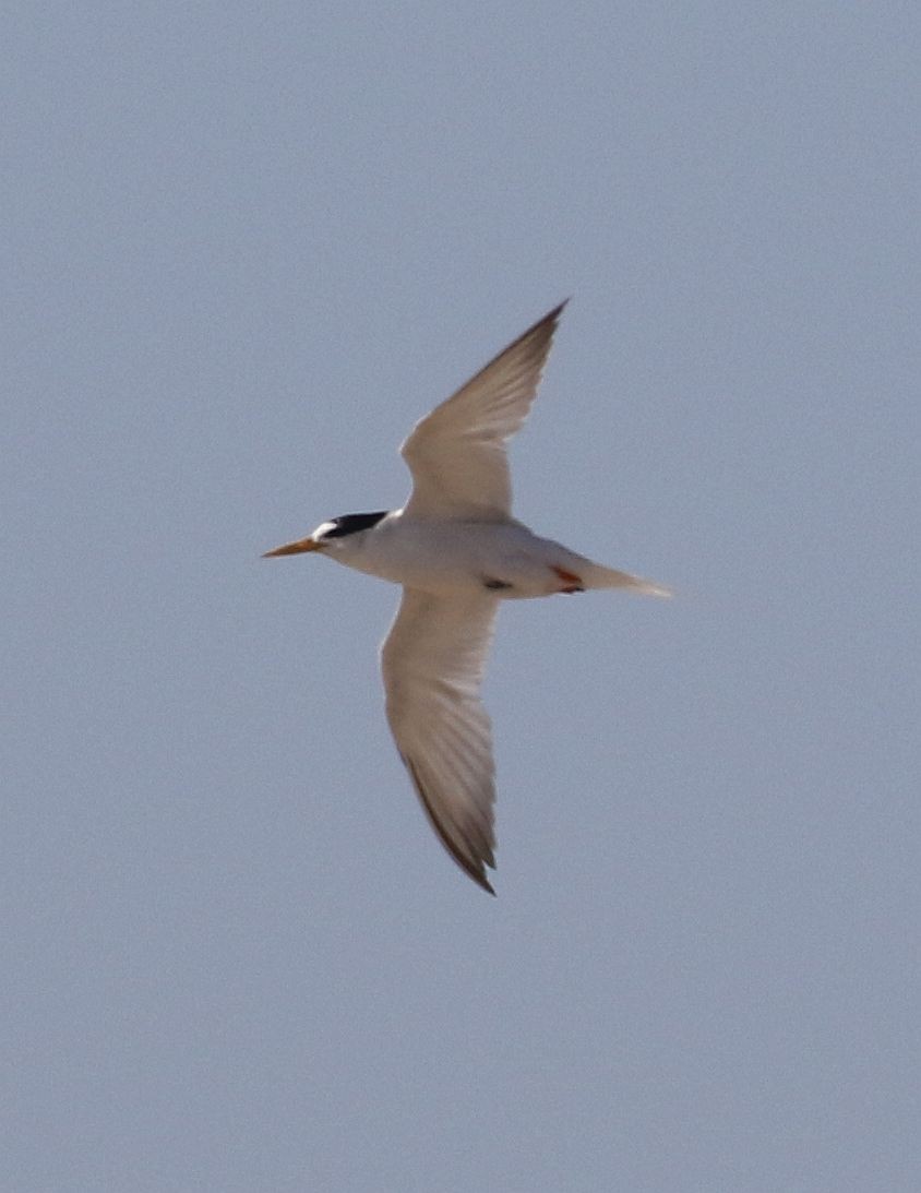 Australian Fairy Tern - ML528520841