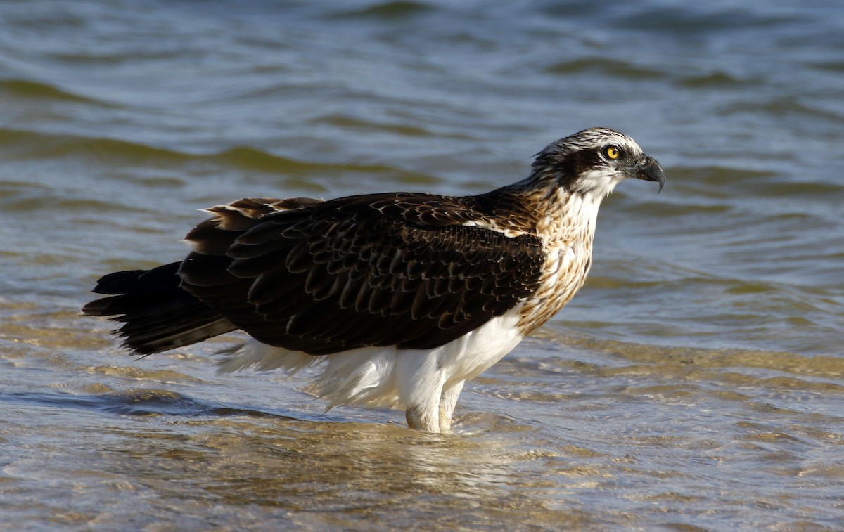 Águila Pescadora - ML528521151