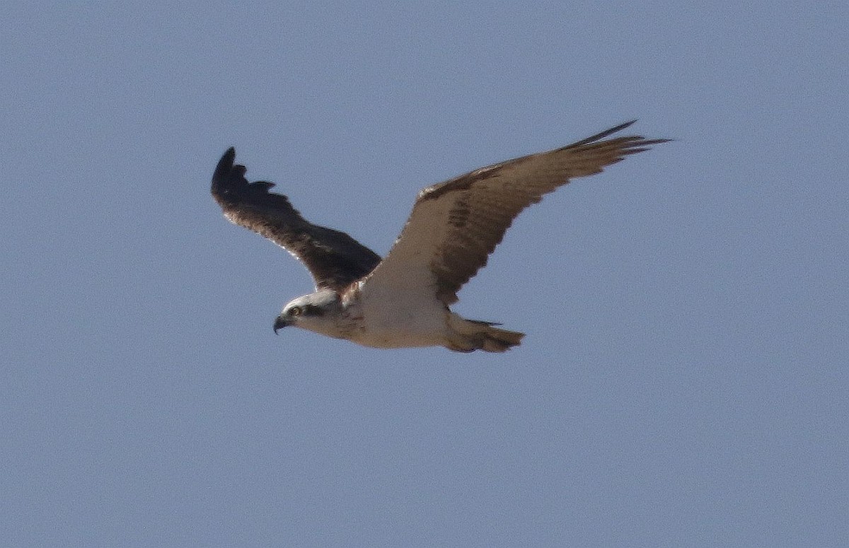 Águila Pescadora - ML528521291