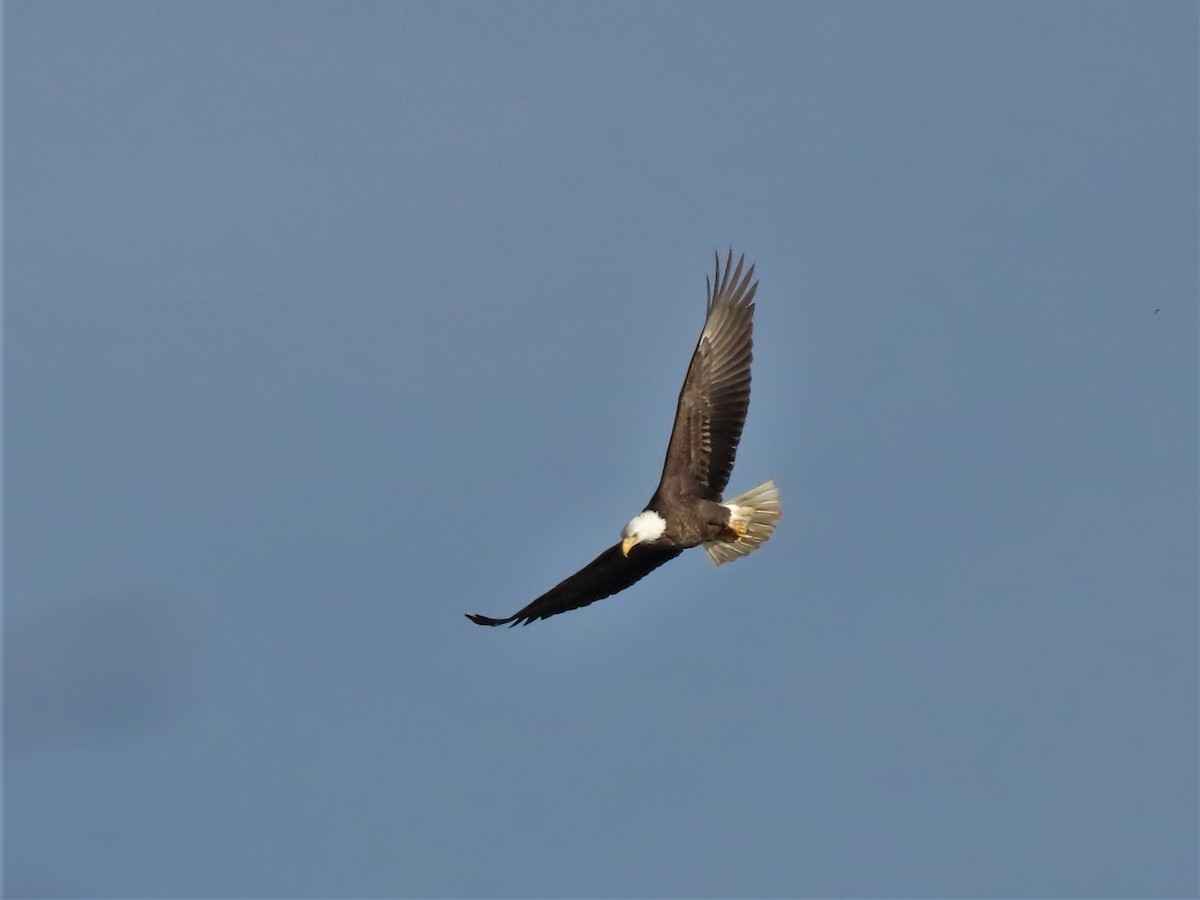 Bald Eagle - ML528521301