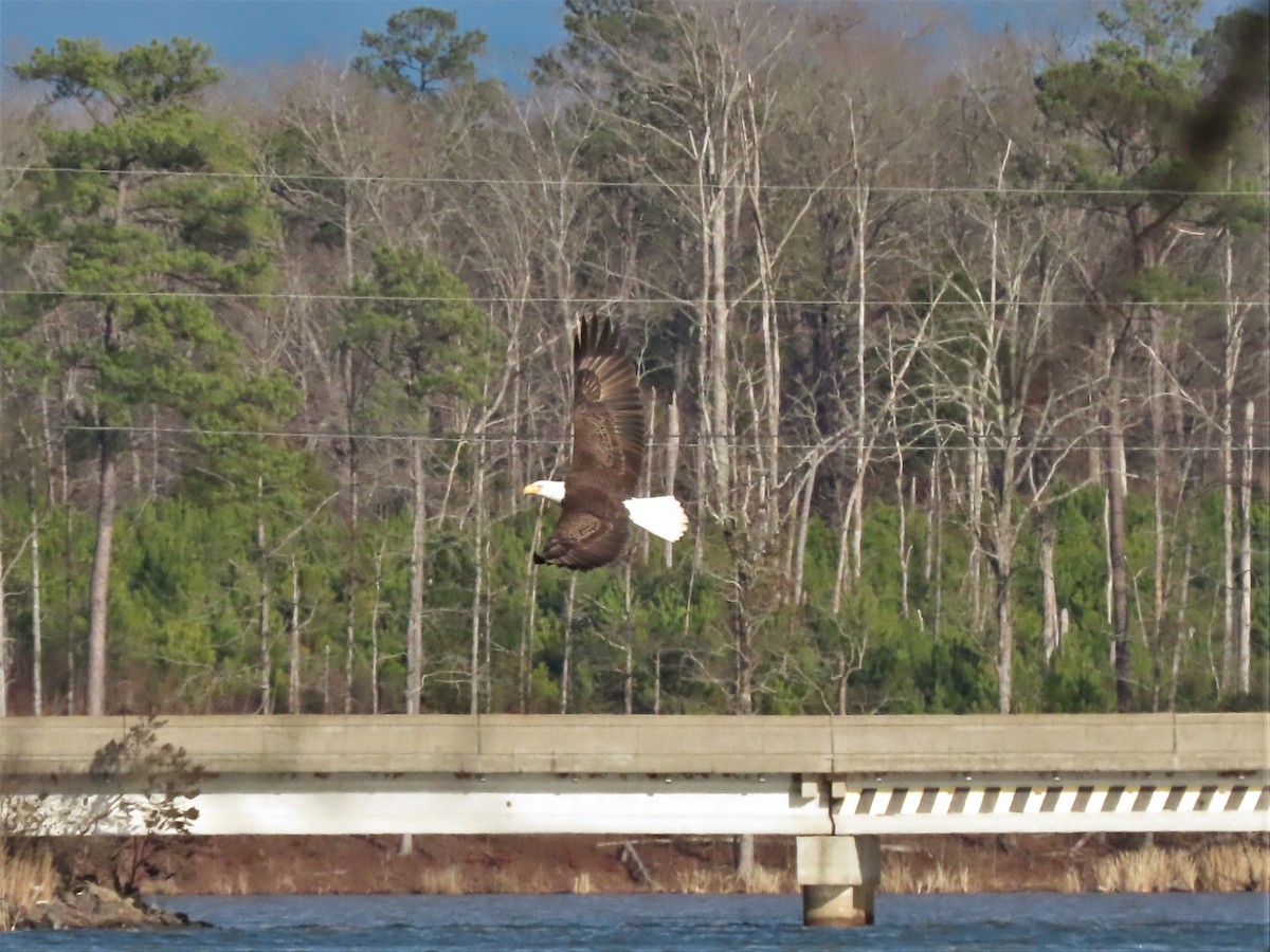 Bald Eagle - ML528521311