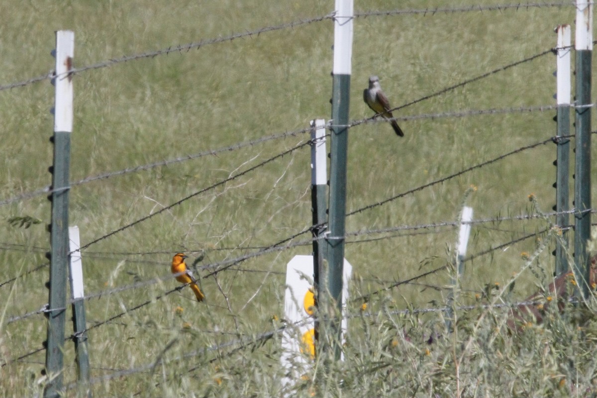 Bullock's Oriole - ML528521941