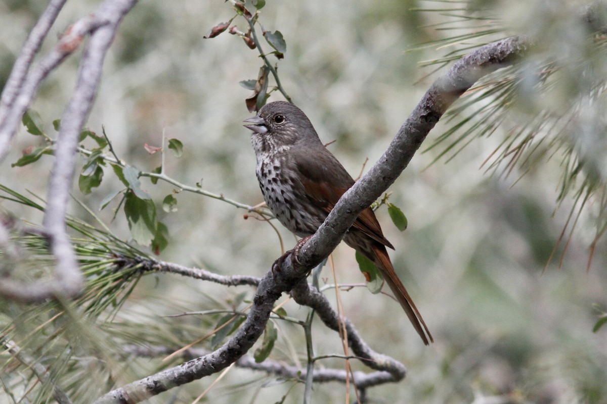 Fox Sparrow - ML528522971
