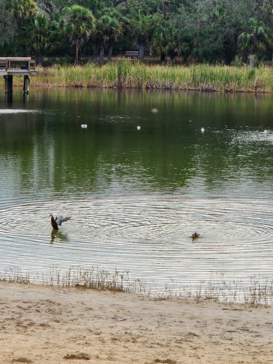 Mottled Duck - ML528524661