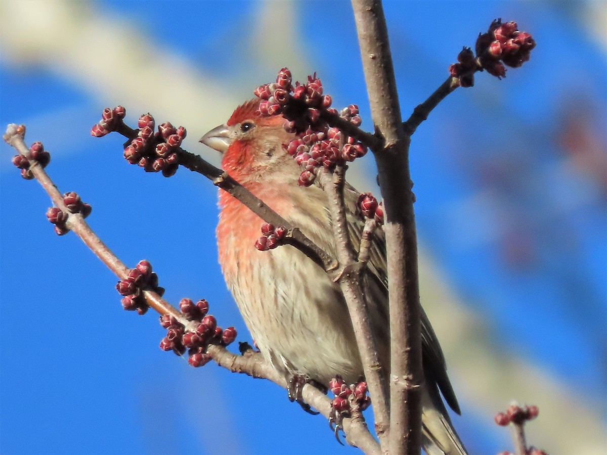 House Finch - ML528525061