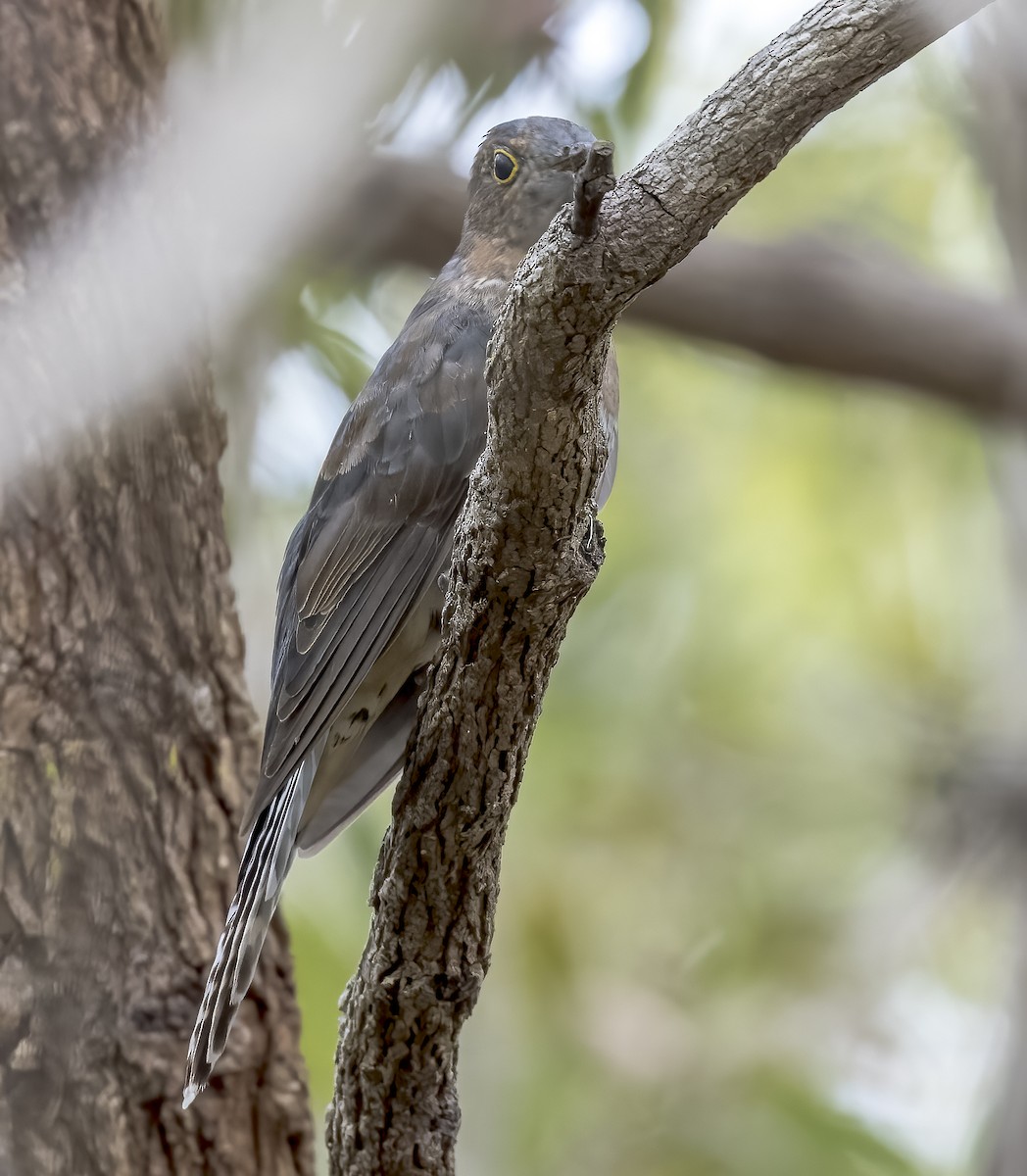 Fan-tailed Cuckoo - Richard Simmonds