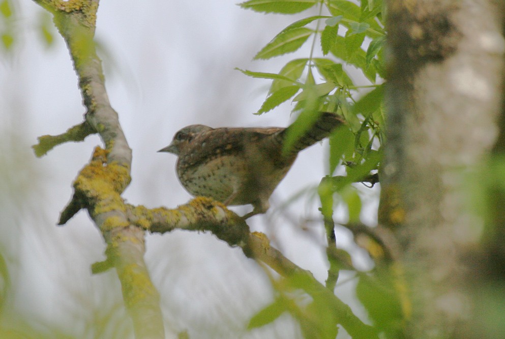 Eurasian Wryneck - ML52852651