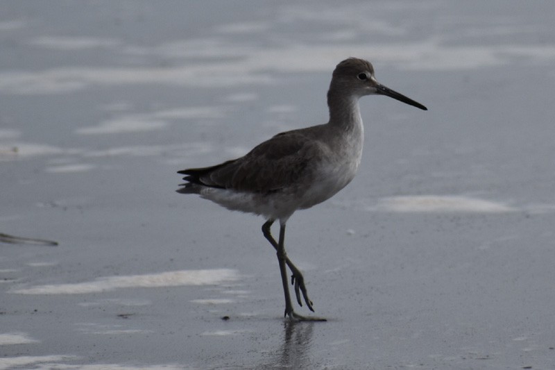 Willet - ML528527311