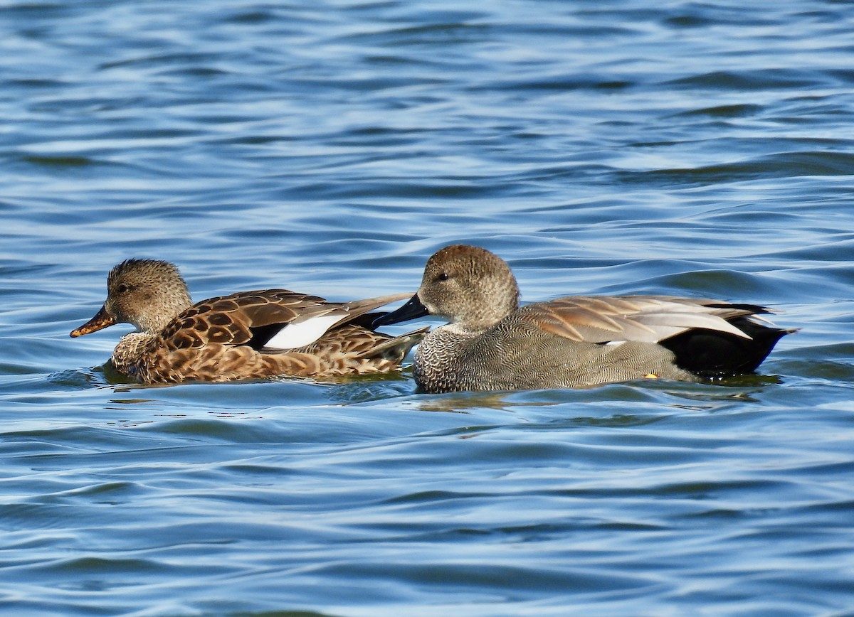 Gadwall - ML528527431