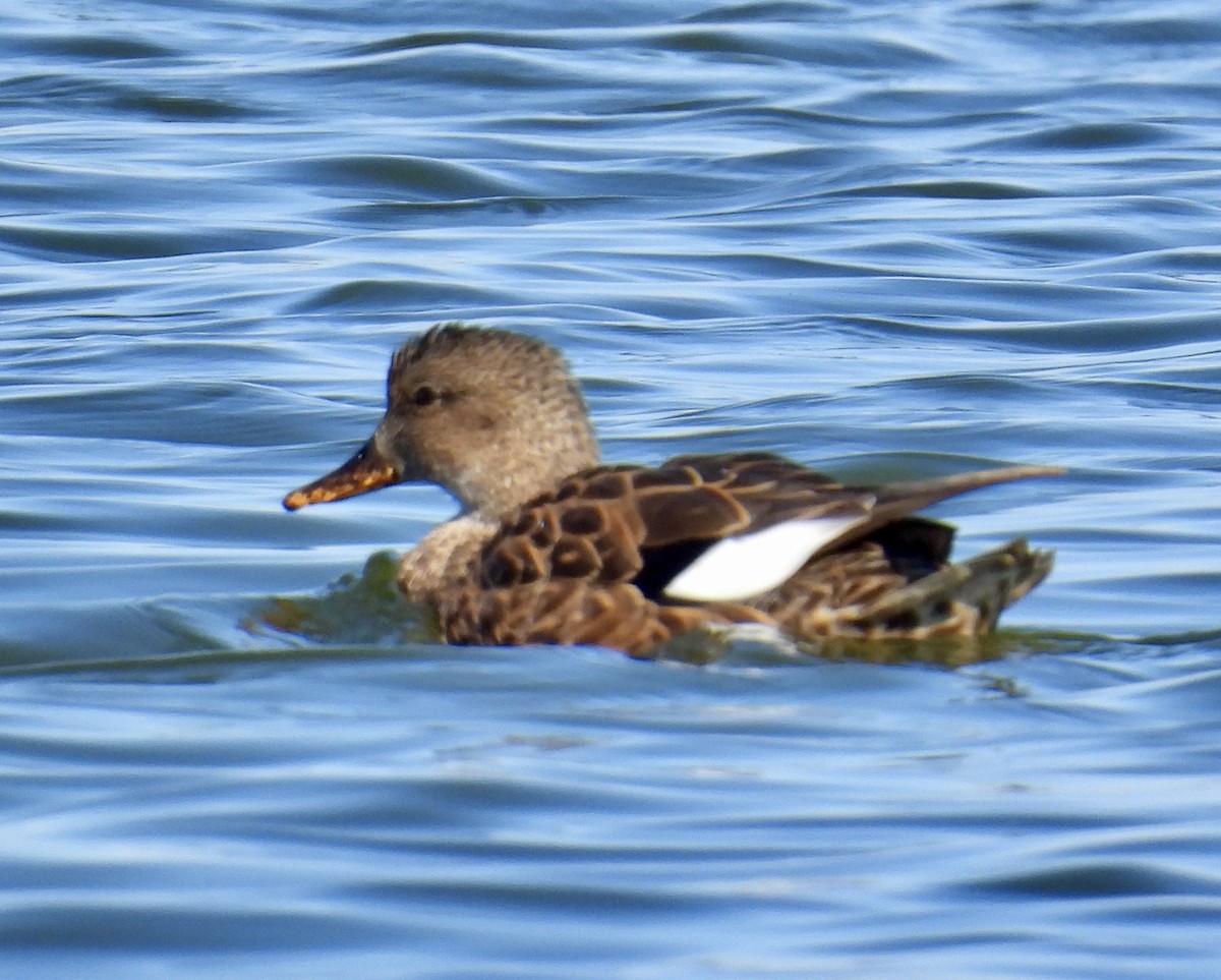 Gadwall - ML528527441