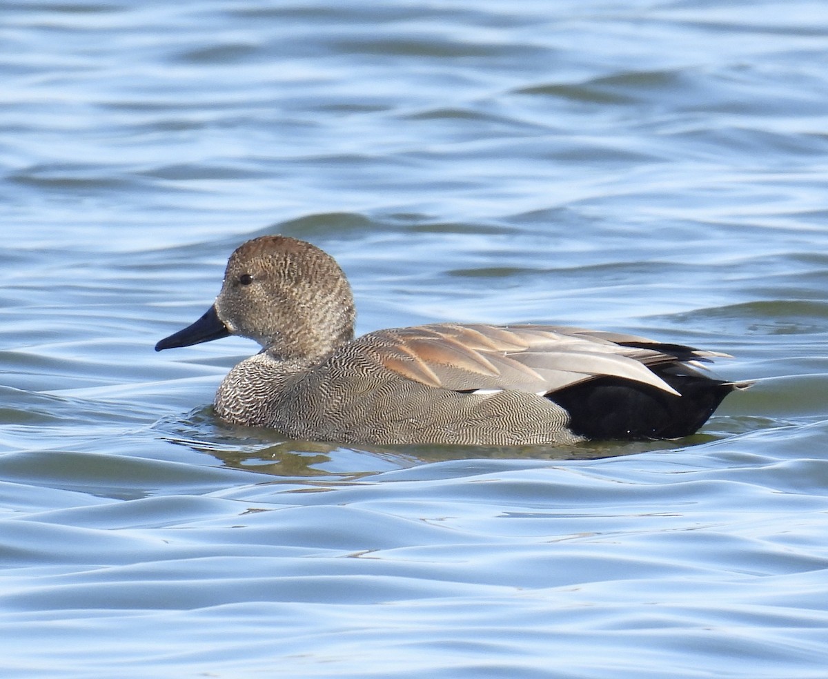 Gadwall - ML528527451