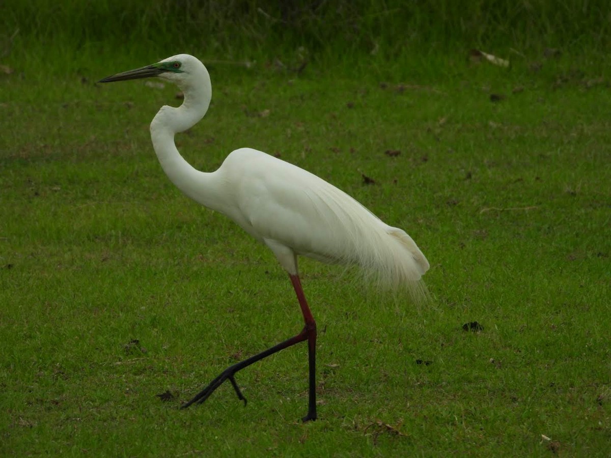 Great Egret (modesta) - ML528528131