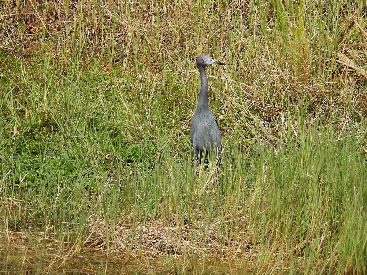 Little Blue Heron - ML528529371