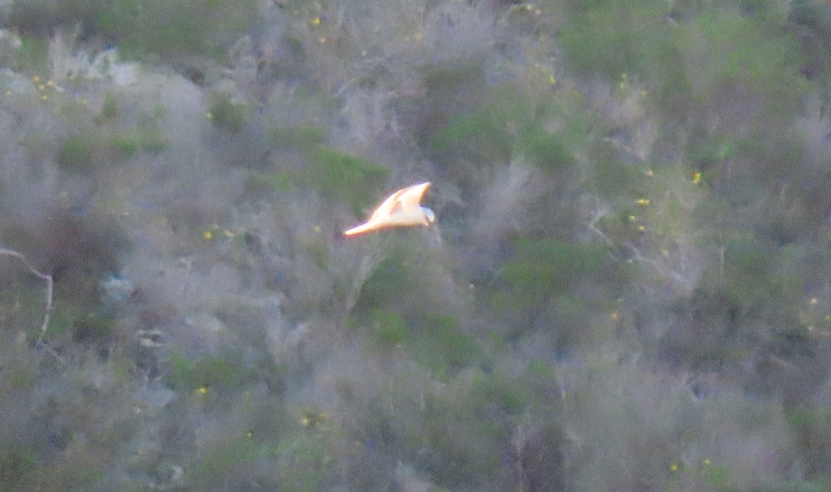 White-tailed Kite - ML528529381