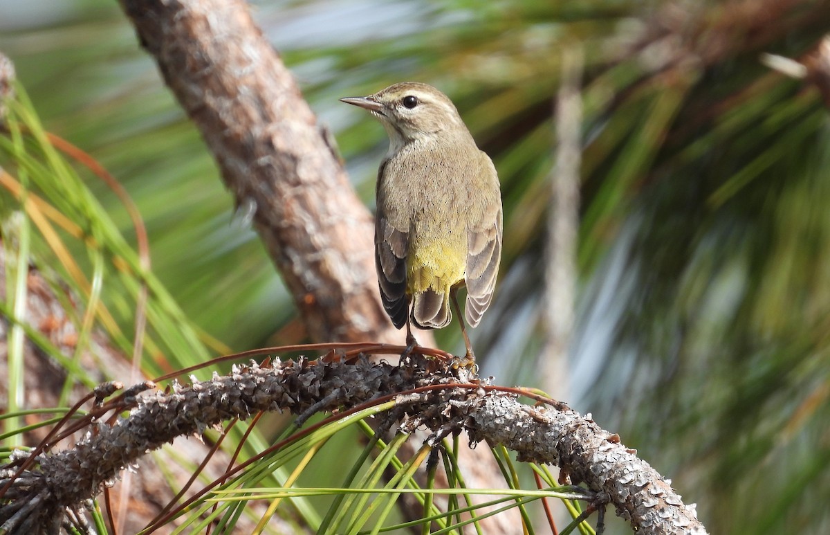 Palm Warbler - ML528529871