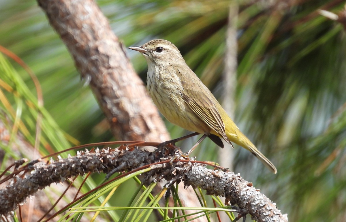 Palm Warbler - ML528530031