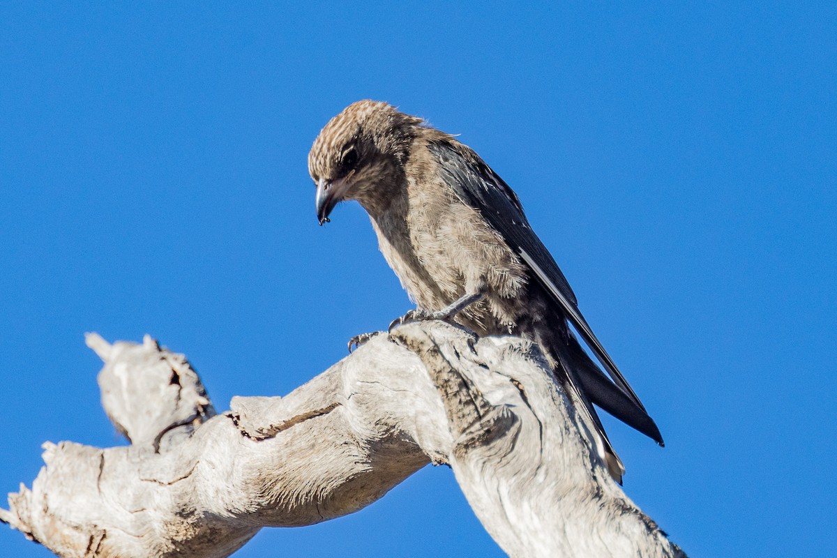 Dusky Woodswallow - ML528530271